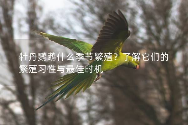 牡丹鹦鹉什么季节繁殖？了解它们的繁殖习性与最佳时机