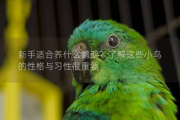 新手适合养什么鹦鹉？了解这些小鸟的性格与习性很重要