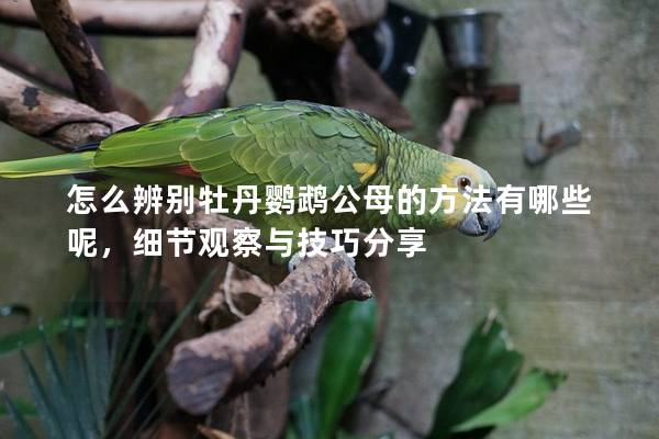 怎么辨别牡丹鹦鹉公母的方法有哪些呢，细节观察与技巧分享