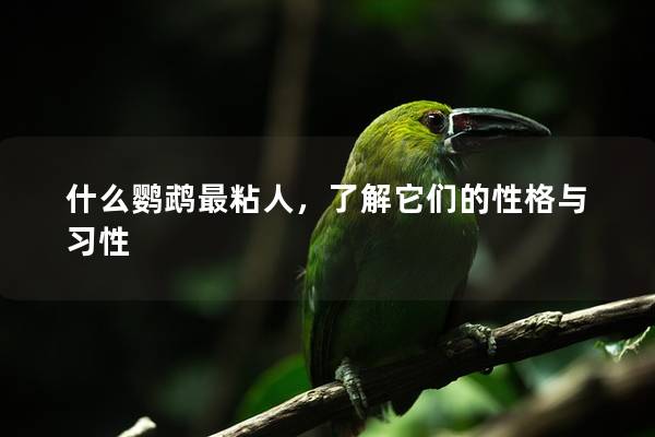 什么鹦鹉最粘人，了解它们的性格与习性