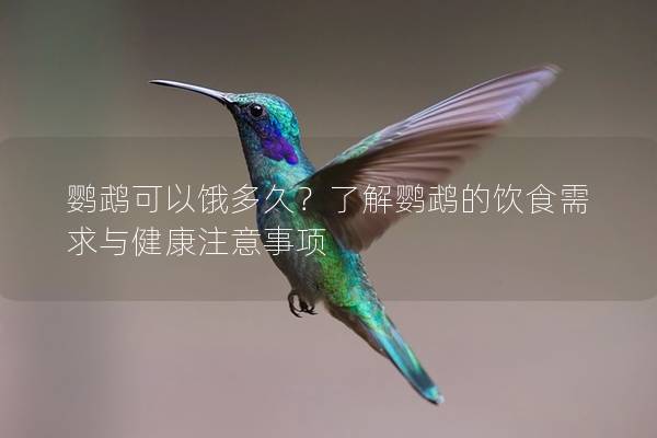 鹦鹉可以饿多久？了解鹦鹉的饮食需求与健康注意事项