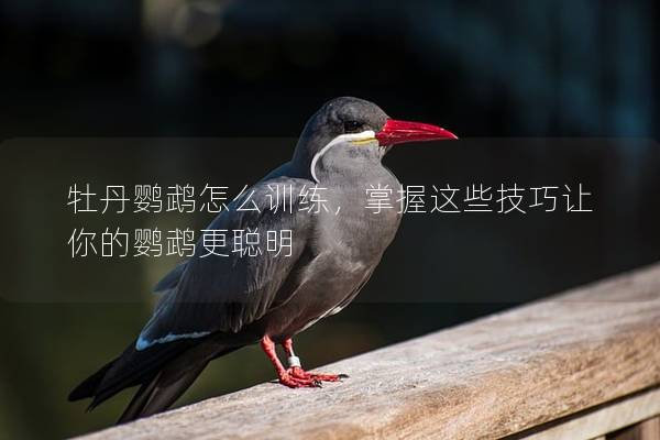 牡丹鹦鹉怎么训练，掌握这些技巧让你的鹦鹉更聪明
