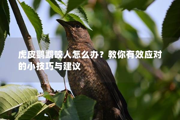 虎皮鹦鹉咬人怎么办？教你有效应对的小技巧与建议