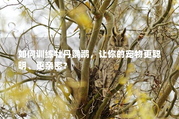 如何训练牡丹鹦鹉，让你的宠物更聪明、更亲密？