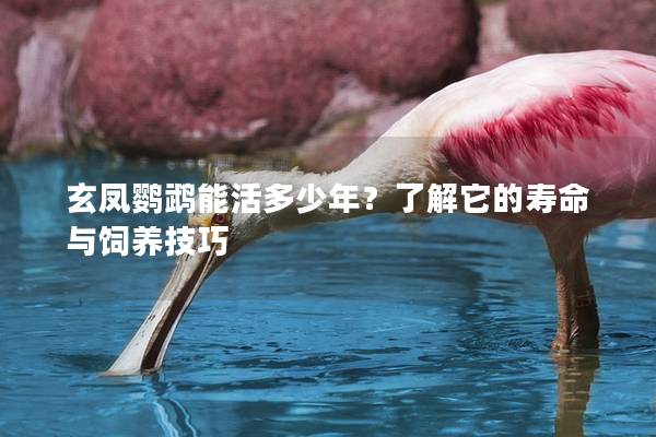 玄凤鹦鹉能活多少年？了解它的寿命与饲养技巧