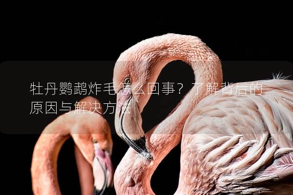 牡丹鹦鹉炸毛怎么回事？了解背后的原因与解决方法