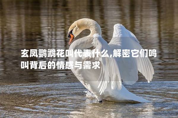 玄凤鹦鹉花叫代表什么,解密它们鸣叫背后的情感与需求