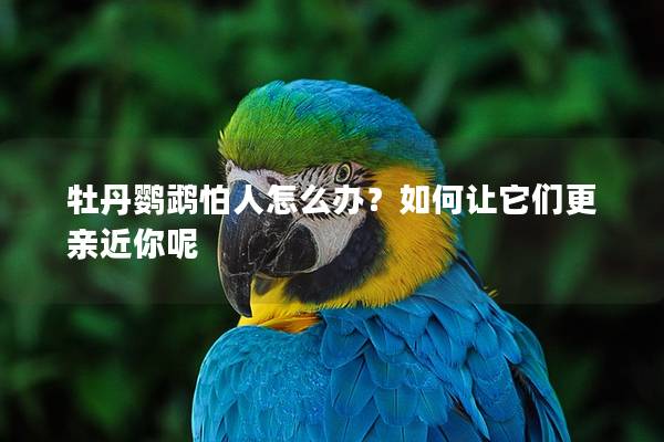 牡丹鹦鹉怕人怎么办？如何让它们更亲近你呢
