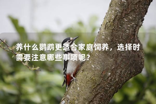 养什么鹦鹉更适合家庭饲养，选择时需要注意哪些事项呢？
