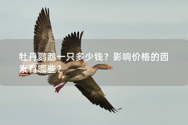 牡丹鹦鹉一只多少钱？影响价格的因素有哪些？