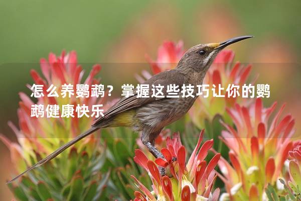 怎么养鹦鹉？掌握这些技巧让你的鹦鹉健康快乐