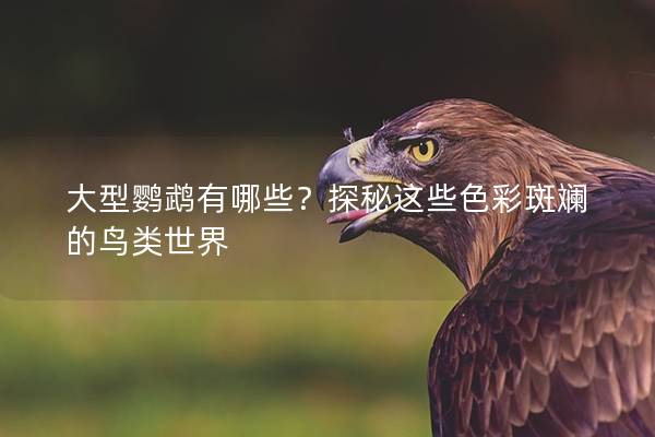 大型鹦鹉有哪些？探秘这些色彩斑斓的鸟类世界