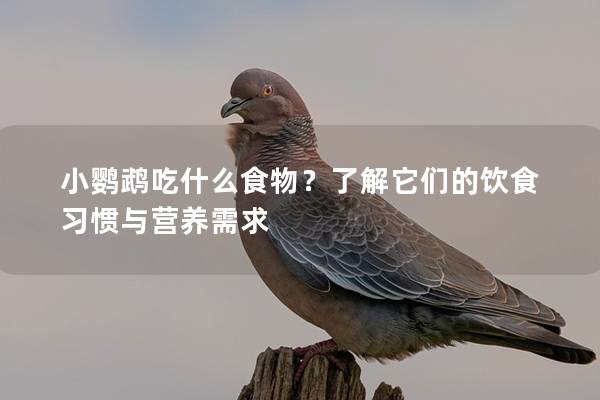 小鹦鹉吃什么食物？了解它们的饮食习惯与营养需求