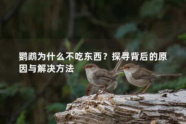 鹦鹉为什么不吃东西？探寻背后的原因与解决方法