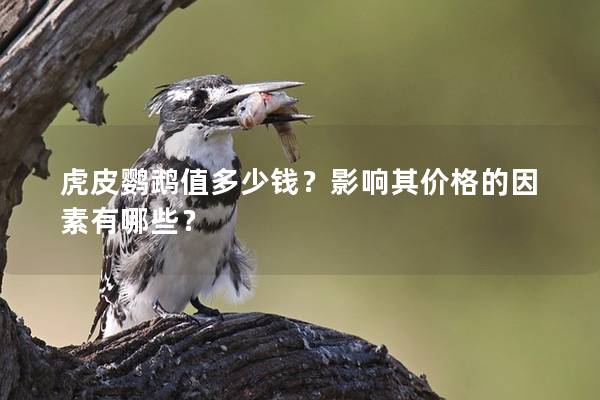 虎皮鹦鹉值多少钱？影响其价格的因素有哪些？