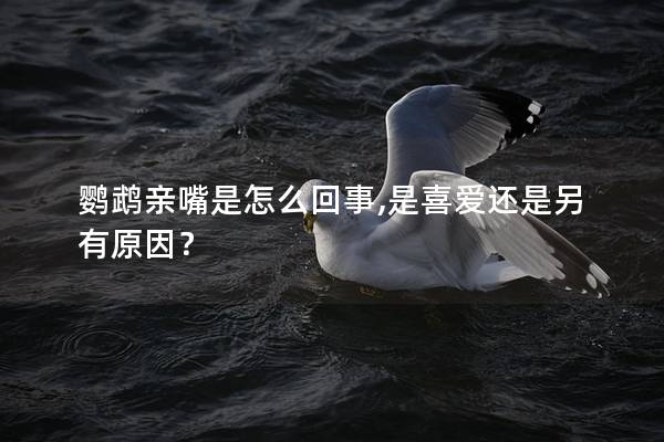 鹦鹉亲嘴是怎么回事,是喜爱还是另有原因？