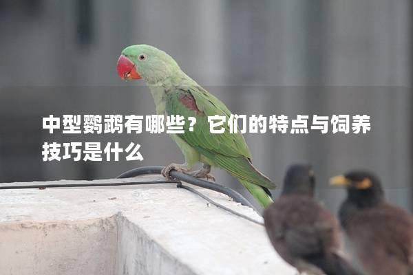 中型鹦鹉有哪些？它们的特点与饲养技巧是什么