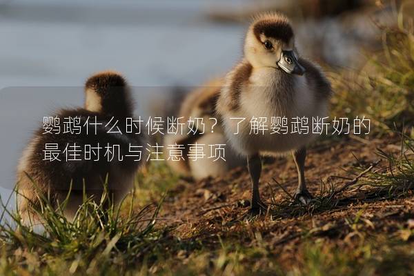 鹦鹉什么时候断奶？了解鹦鹉断奶的最佳时机与注意事项