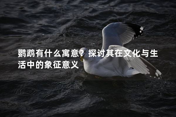鹦鹉有什么寓意？探讨其在文化与生活中的象征意义