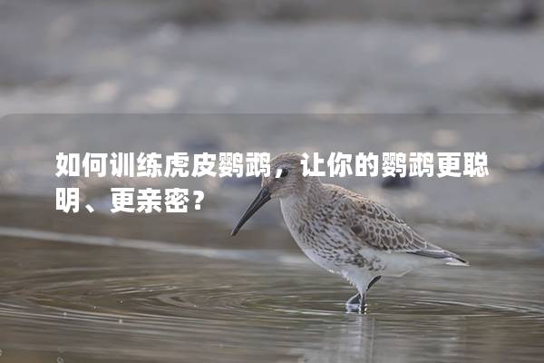 如何训练虎皮鹦鹉，让你的鹦鹉更聪明、更亲密？