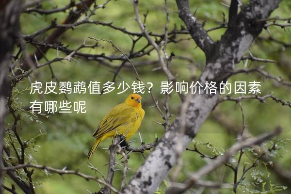 虎皮鹦鹉值多少钱？影响价格的因素有哪些呢