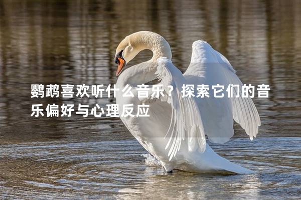鹦鹉喜欢听什么音乐？探索它们的音乐偏好与心理反应