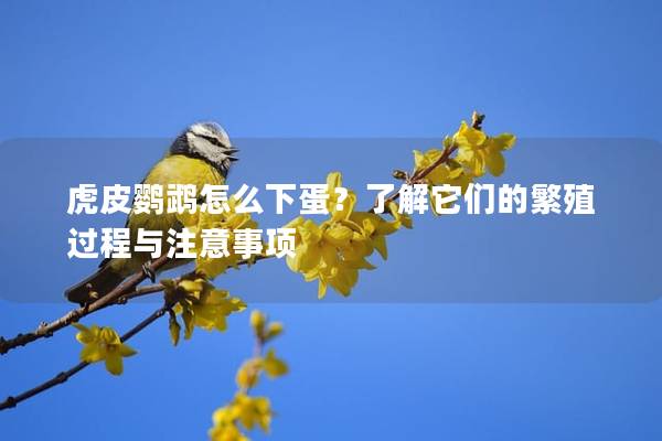 虎皮鹦鹉怎么下蛋？了解它们的繁殖过程与注意事项