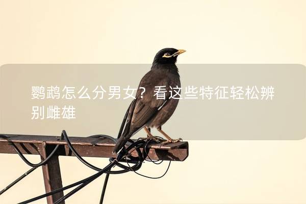 鹦鹉怎么分男女？看这些特征轻松辨别雌雄