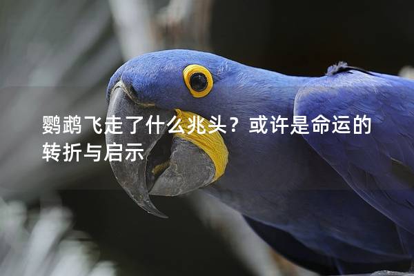 鹦鹉飞走了什么兆头？或许是命运的转折与启示