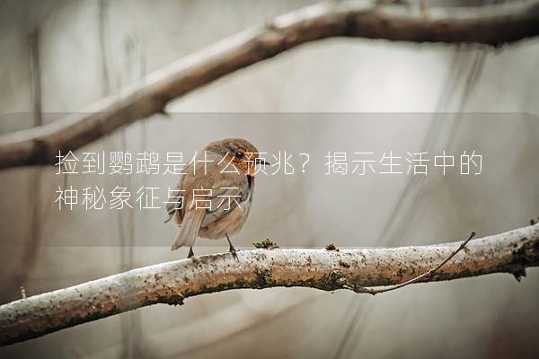 捡到鹦鹉是什么预兆？揭示生活中的神秘象征与启示