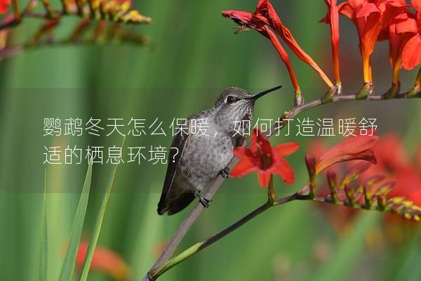 鹦鹉冬天怎么保暖，如何打造温暖舒适的栖息环境？