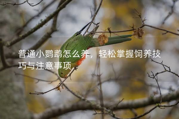 普通小鹦鹉怎么养，轻松掌握饲养技巧与注意事项