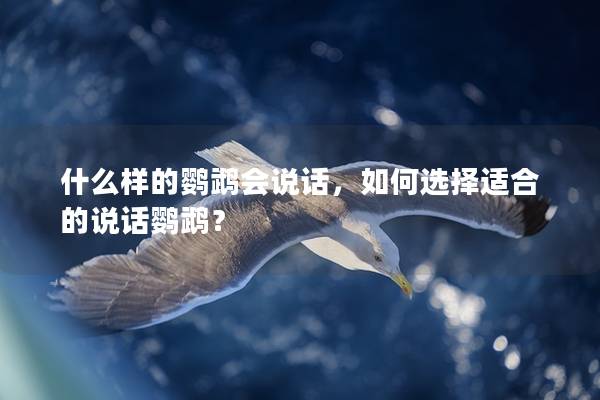 什么样的鹦鹉会说话，如何选择适合的说话鹦鹉？