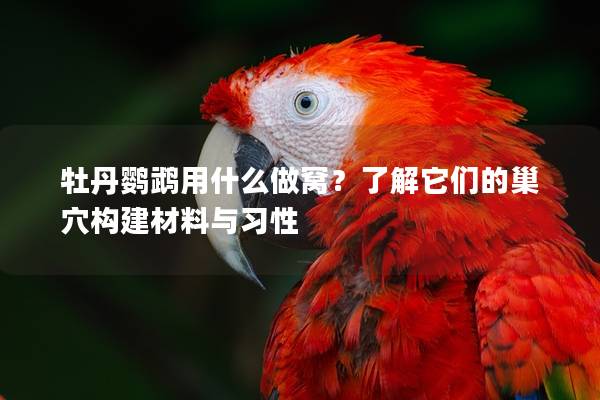 牡丹鹦鹉用什么做窝？了解它们的巢穴构建材料与习性