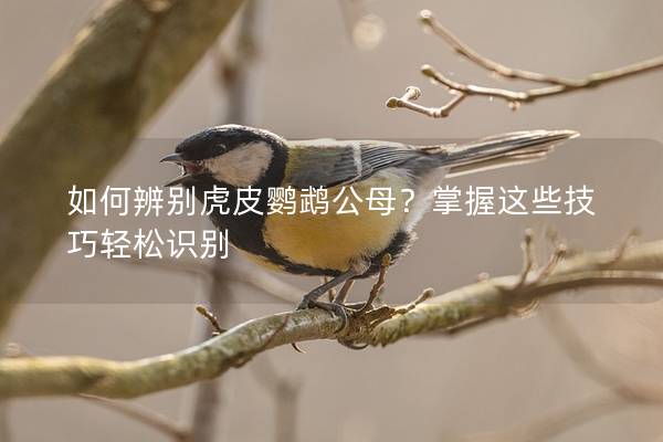 如何辨别虎皮鹦鹉公母？掌握这些技巧轻松识别