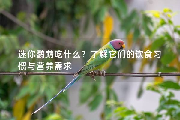 迷你鹦鹉吃什么？了解它们的饮食习惯与营养需求