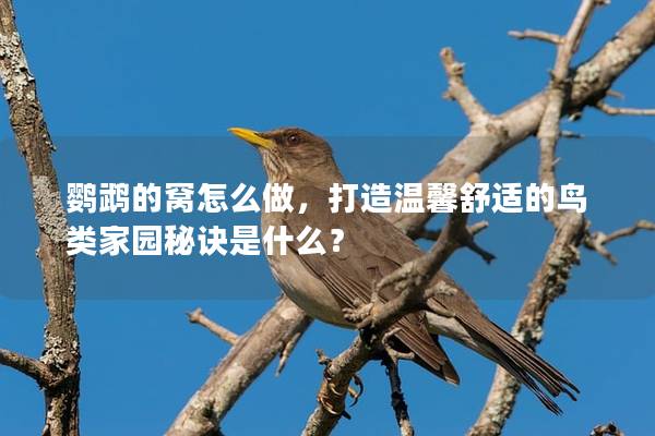 鹦鹉的窝怎么做，打造温馨舒适的鸟类家园秘诀是什么？