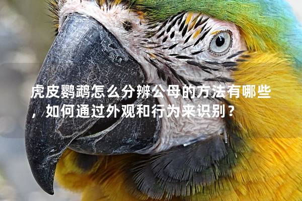 虎皮鹦鹉怎么分辨公母的方法有哪些，如何通过外观和行为来识别？