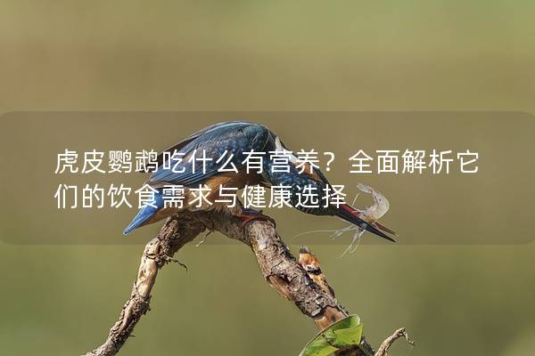 虎皮鹦鹉吃什么有营养？全面解析它们的饮食需求与健康选择
