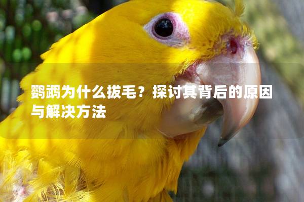 鹦鹉为什么拔毛？探讨其背后的原因与解决方法