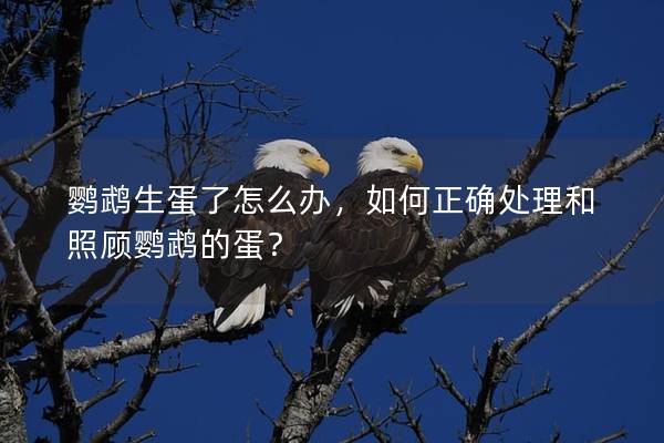 鹦鹉生蛋了怎么办，如何正确处理和照顾鹦鹉的蛋？