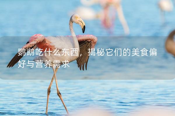 鹦鹉吃什么东西，揭秘它们的美食偏好与营养需求