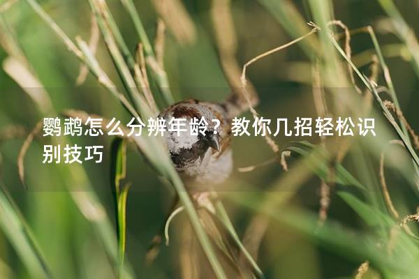 鹦鹉怎么分辨年龄？教你几招轻松识别技巧