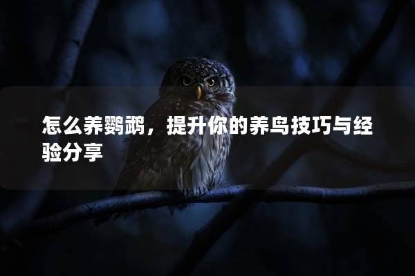 怎么养鹦鹉，提升你的养鸟技巧与经验分享