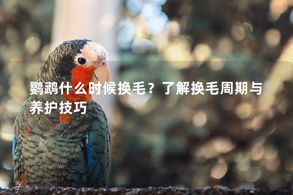 鹦鹉什么时候换毛？了解换毛周期与养护技巧
