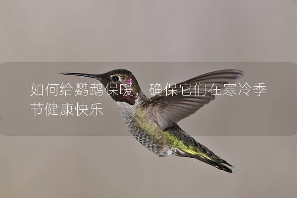 如何给鹦鹉保暖，确保它们在寒冷季节健康快乐