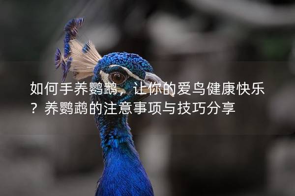 如何手养鹦鹉，让你的爱鸟健康快乐？养鹦鹉的注意事项与技巧分享