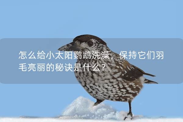 怎么给小太阳鹦鹉洗澡，保持它们羽毛亮丽的秘诀是什么？