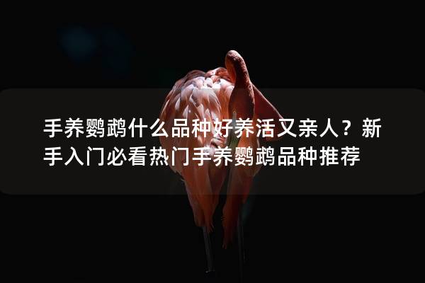 手养鹦鹉什么品种好养活又亲人？新手入门必看热门手养鹦鹉品种推荐