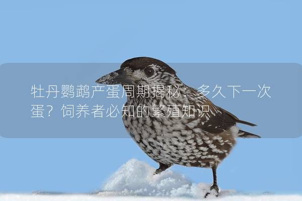 牡丹鹦鹉产蛋周期揭秘：多久下一次蛋？饲养者必知的繁殖知识